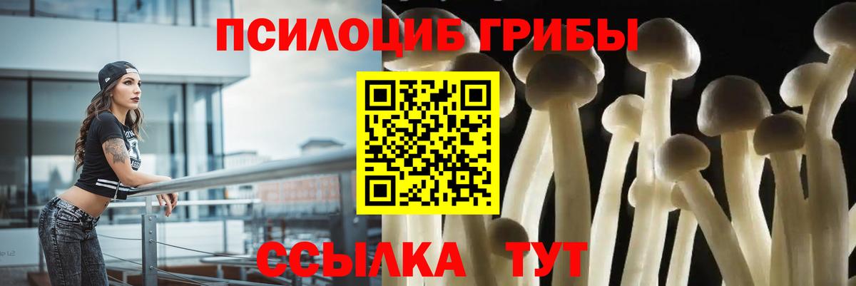 Псилоцибиновые грибы Cubensis Курчатов
